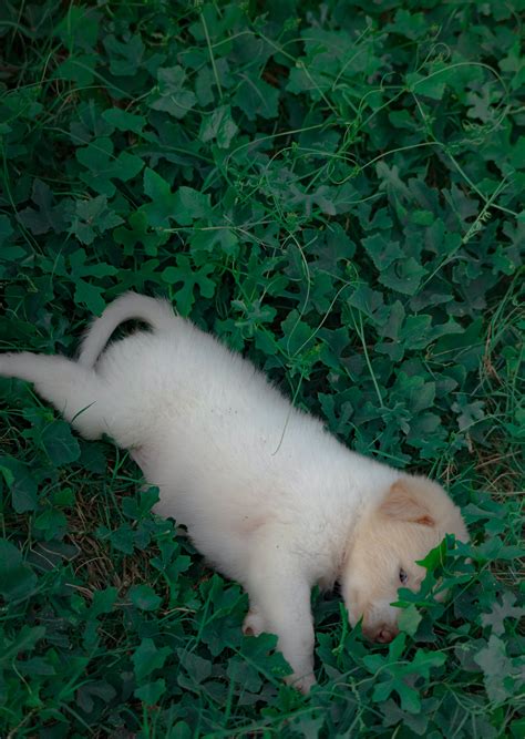 Short-coated Brown Puppy Sleeping on Brown Mat · Free Stock Photo