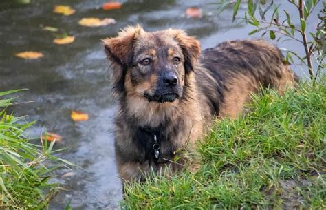 German Shepherd Golden Retriever Mix: 15 Facts | German Shepherd Country