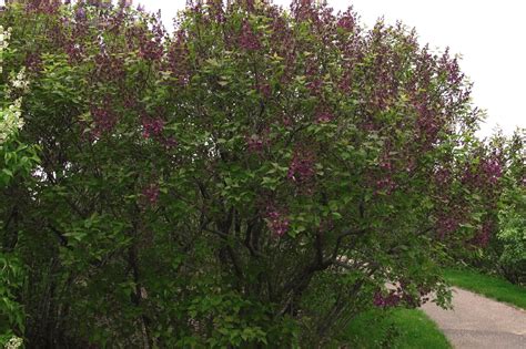 Pocahontas Lilac Plant Library Pahls Market Apple Valley Mn