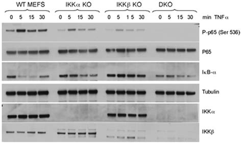 The Role Of Ikkα And Ikkβ In P65 Phosphorylation And Iκbα Degradation