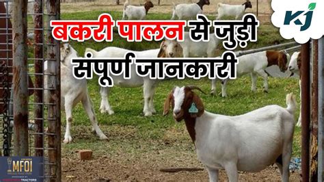 Goat Farming ऐसे करें बकरी पालन की शुरुआत मिलेगी लोन की सुविधा और