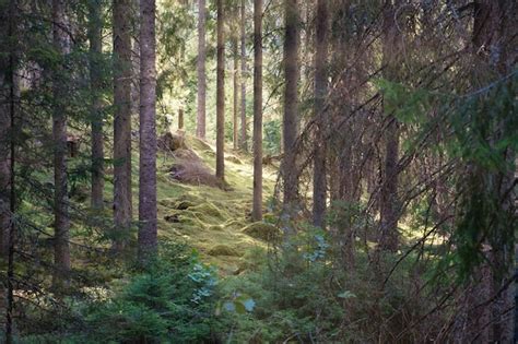 Premium Photo Sunlight Falling Through A Forest Of Pine Trees Trees