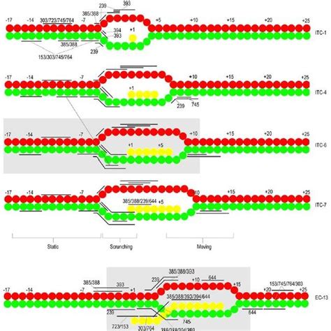 Summary Of Cleavage Patterns Nt T And Rna Are In Red Green And