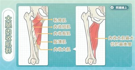 有圖解》如何訓練大腿內側肌肉？教你「壯腿4招」還能預防膝蓋受傷 Uho優活健康網