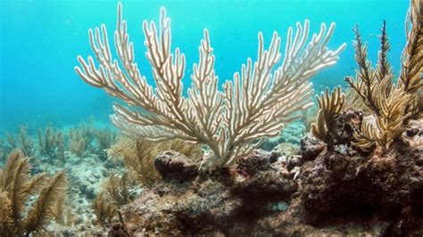 'Alarming' coral reef bleaching wave descends on the Maldives | Grist