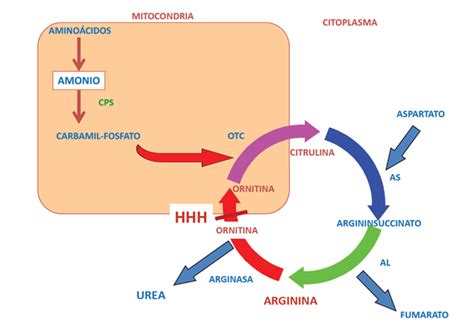 Enf Del Ciclo De La Urea Mind Map