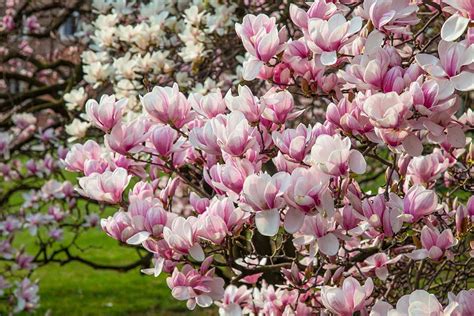 How Long Do Magnolia Trees Take To Grow Chicago Land Gardening