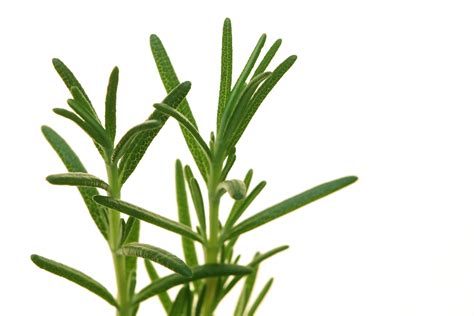 Hair Remedies: Sweet Rosemary Hair Rinse - Pantry Spa