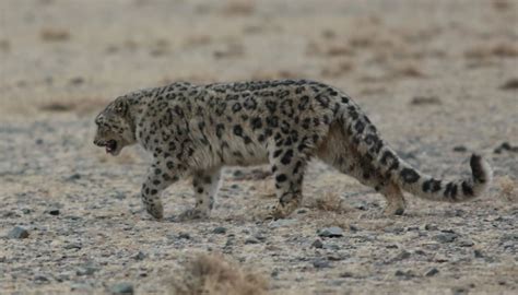 Mongolian Wildlife Safari