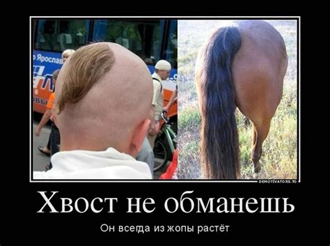 Создать мем "хвост лошади без волос, бритый лошадиный хвост, прически ...