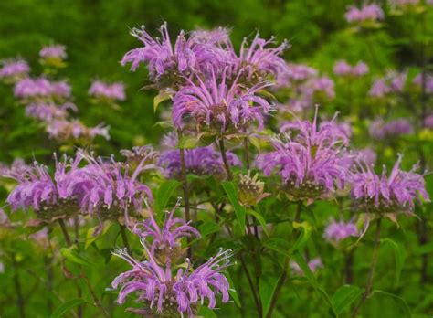 12 Best Native Plants For Pennsylvania Wikilawn