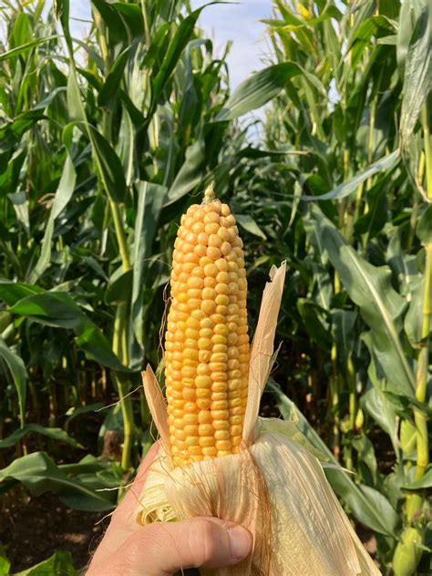 maize variety choice   changing climate