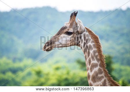 Giraffe Tallest Animal Image & Photo (Free Trial) | Bigstock