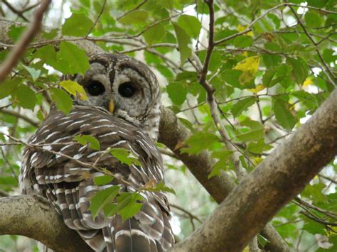 Barred Owls In Reston — Audubon Society Of Northern Virginia