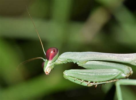 Praying Mantis Food & Feeding | Keeping Exotic Pets