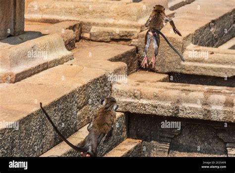 Toque Macaque Monkey Macaca Sinica Sri Lanka Stock Photo Alamy