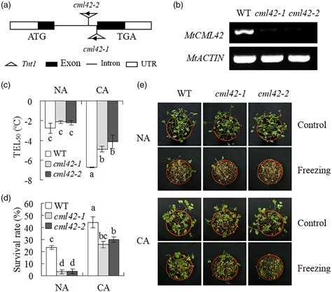 A Novel Medicago Truncatula Calmodulinlike Protein Mtcml Regulates