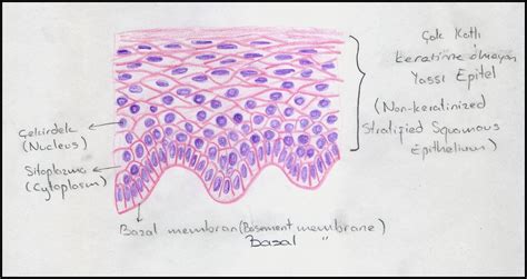 Cartilage Drawing at GetDrawings | Free download