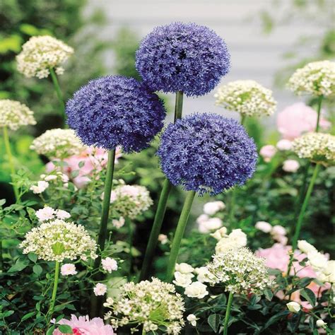 Amazon Allium Caeruleum Azureum Blue Drumstick Flower Bulbs