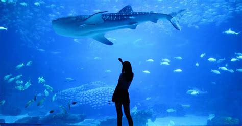 Best Aquariums In The World A Trip To Remember