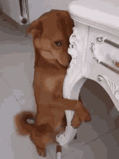 scared dog memes