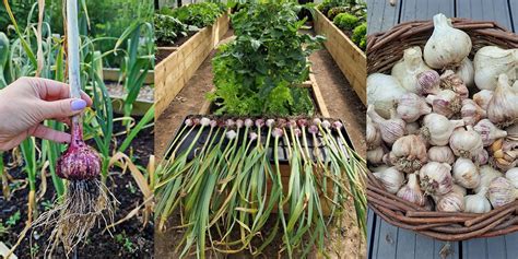 Going To Seed Garlic