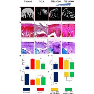 Histological And Dynamic Histological Analysis Of Articular Cartilage