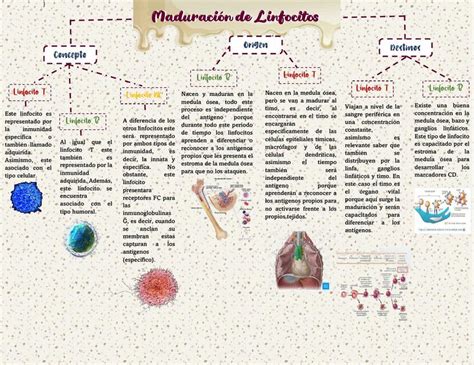 Maduracion De Linfocitos Esthef Udocz