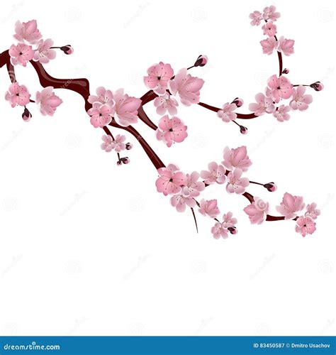 Cerisier Japonais Une Branche Des Fleurs De Cerisier Roses Sur Le Fond