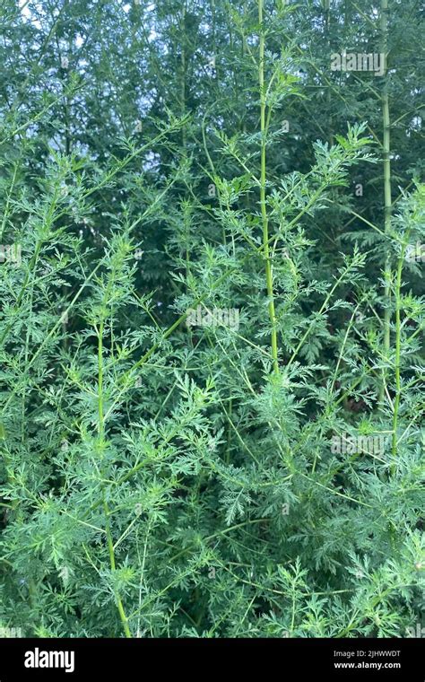 Fresh Green Branches And Leaves Of Wild Growing Artemisia Annua Sweet