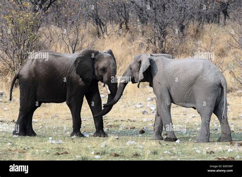 Two Sub Adult African Elephants Loxodonta Africana Standing Face To