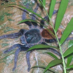 Greenbottle blue tarantula - Facts, Diet, Habitat & Pictures on ...