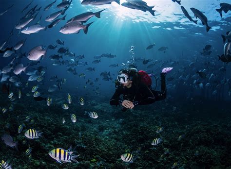 Liveaboard Diving In Raja Ampat With La Galigo The Scuba Mermaid