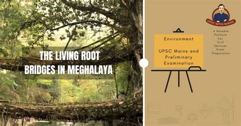 The Living Root Bridges In Meghalaya