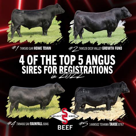 Select Sires Beef Catalog Vilma Jewelle