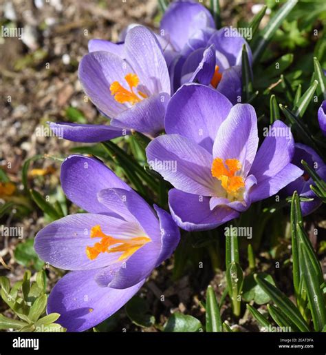 Botanischer Krokus Crocus Sativus Stock Photo Alamy