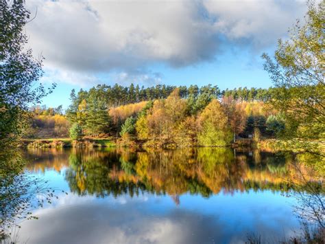 Free Images Landscape Tree Nature Forest Grass Marsh Wilderness