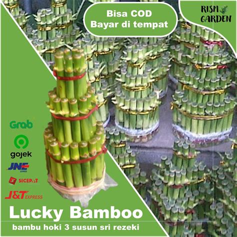 Jual Bambu Hoki 3 Susun Lucky Bambu Sri Rezeki Tanaman Indor Tanaman