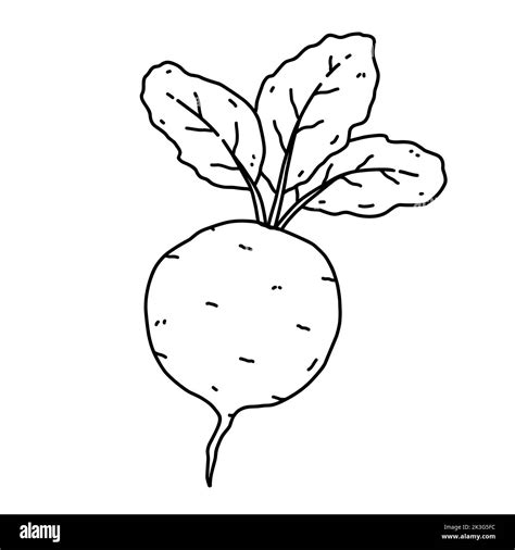 Beetroot Drawing