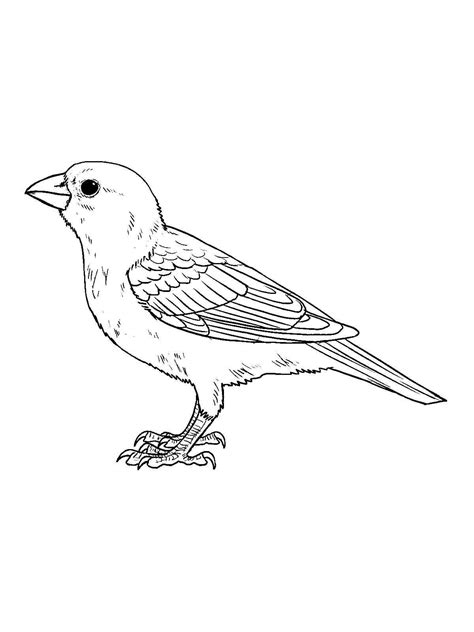 Sparrow Coloring Pages