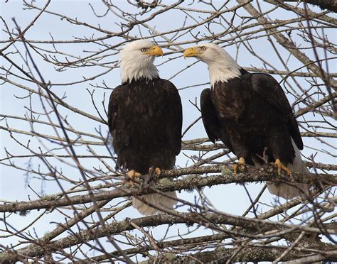 Bald eagle officially named national bird of the United States | WBIW
