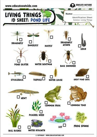 A4 Pond Life Identification Sheet In 2024 Pond Life Primary Science Activities Middle School