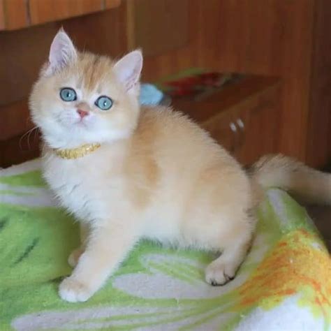 Munchkin Cat For Sale Munchkin Kitten For Sale