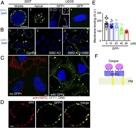 α Syn Pff Interacts With Cells Via Electrostatic Interactions A Gfp