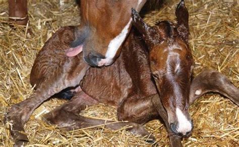 Caring For Your Newborn Foal – iHerd