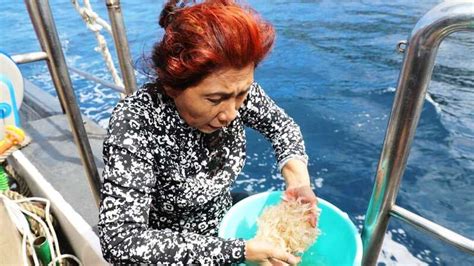 Menteri Susi Lepasliarkan 173 800 Benih Lobster Di Bali