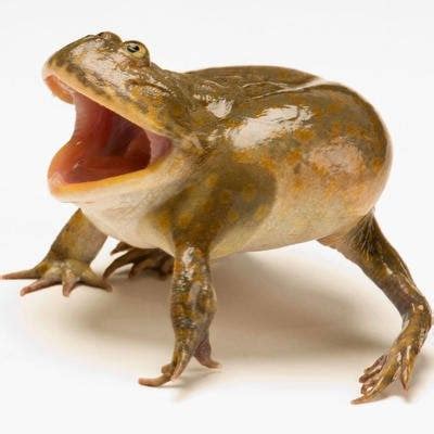 Злая щитоспинка : u/zoolandy