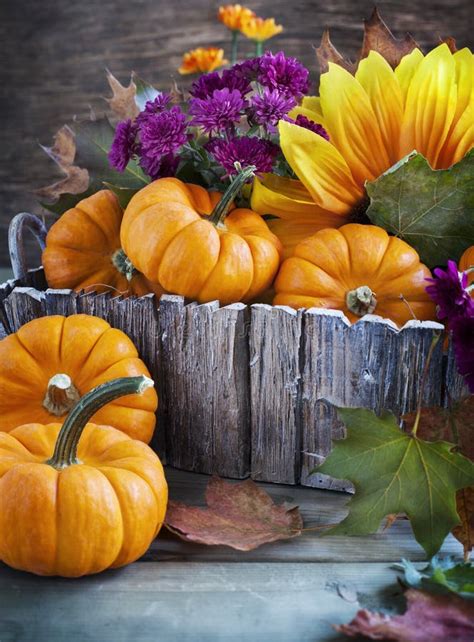 Disposizione Dalla Zucca Dai Fiori E Dalle Foglie Di Acero Immagine