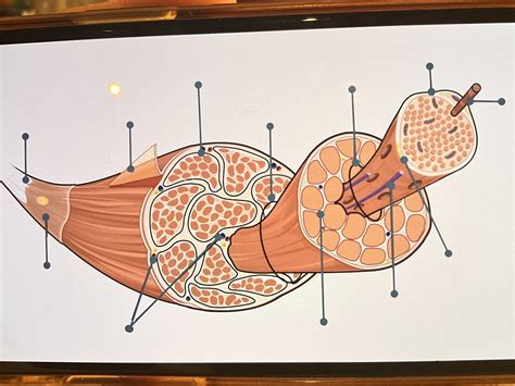 Skeletal muscle diagram labelled Diagram | Quizlet