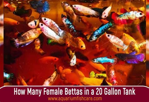 How Many Female Bettas In A Gallon Tank